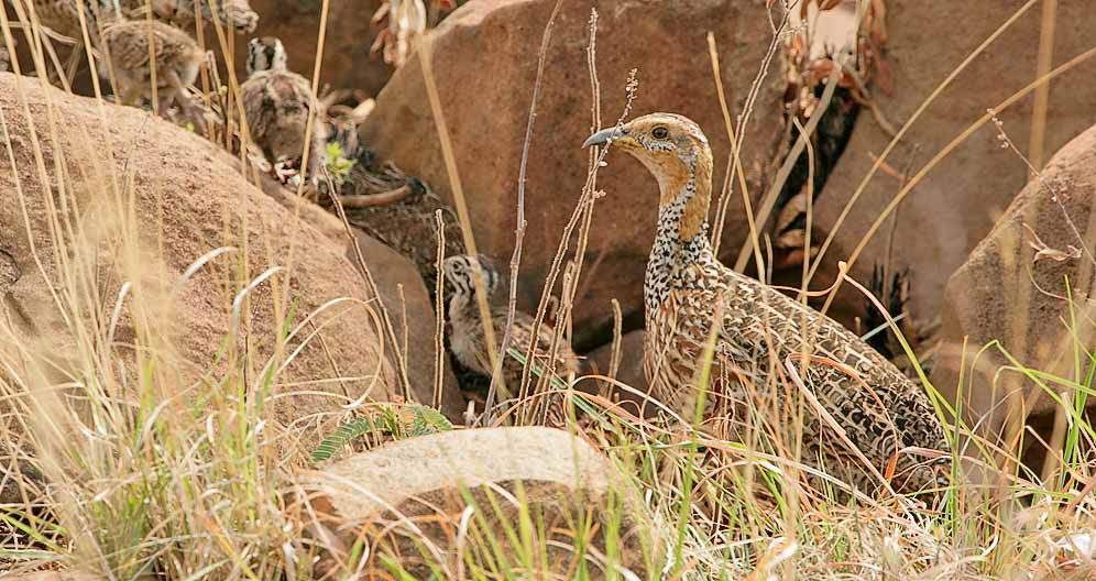 Red-winged Francolin with chicks
